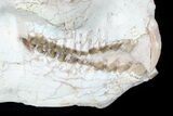 Oreodont (Eporeodon) Skull - South Dakota #77816-2